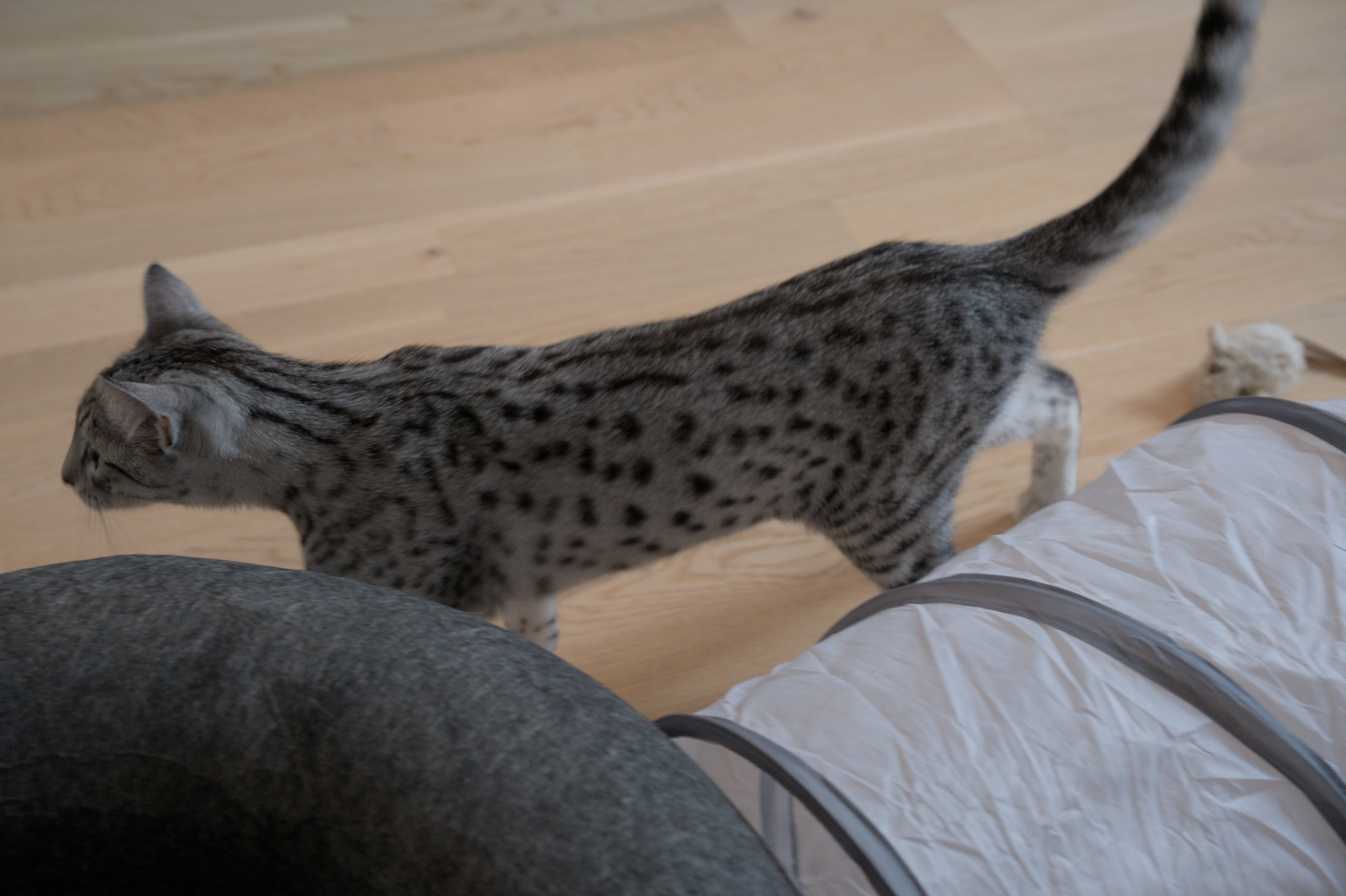 2025/10/12 - cats/DSC_0026.jpg